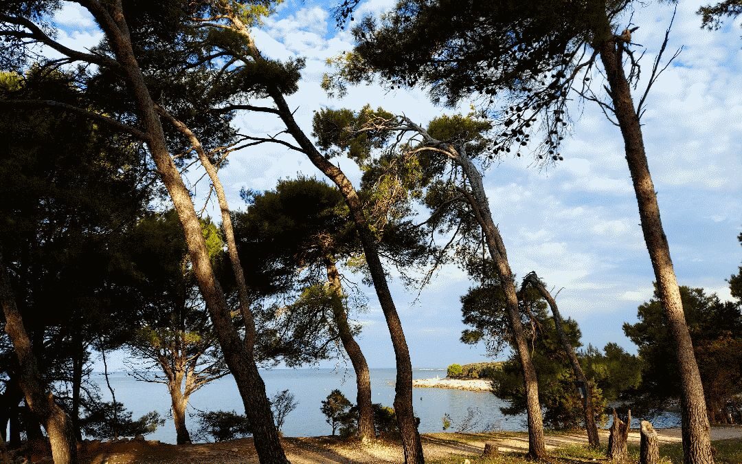 Sentier pour une belle promenade à Dugi otok île de Croatie